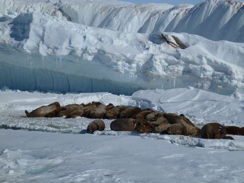 Walrus on ice